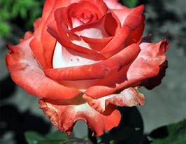 Роза чайно-гибридная Блаш Blush купить