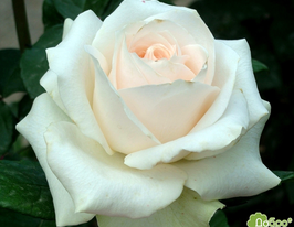 Троянда чайно-гібридна Клер Океан Clear Oceanкупити