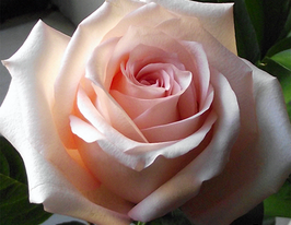 Троянда чайно-гібридна Ангажемент Engagementкупити