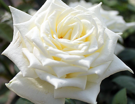 Роза чайно-гибридная Поларштерн Polarstern купить