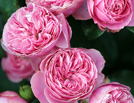 Роза Леонардо да Винчи Leonardo da Vinci купить