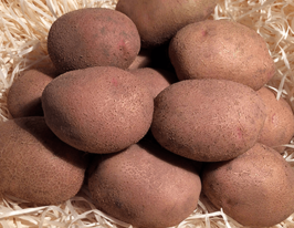 Картофель Ведруска купить