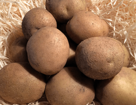 Картофель Фактор купить