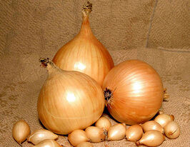 Лук Стурон купить