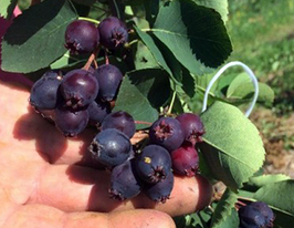 Ирга Тиссен (Thiessen) купить