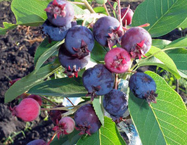 Ирга канадская Мандам Mandam купить