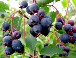 Ирга Красноярская (Krasnojarskaja) купить