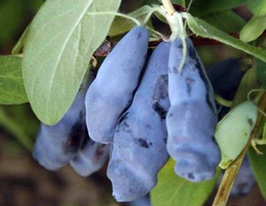 Жимолость Синій Утьос Sinij Utesкупити