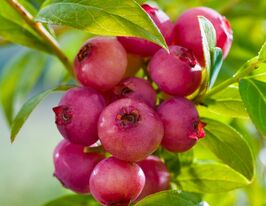 Лохина Пінк Блюберрікупити