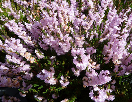 Вереск обыкновенный Раднор Radnor купить