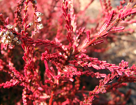 Вереск обыкновенный Роберт Чепмэн Robert Chapman купить