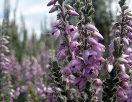 Вереск обыкновенный Сильвер Найт Silver Knight купить