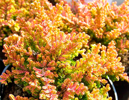 Вереск обыкновенный Виквар Флэйм Wickwar Flame купить