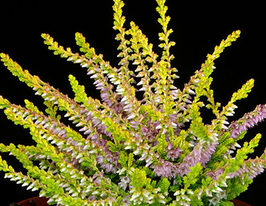 Вереск обыкновенный Винтер Ред Winter Red купить