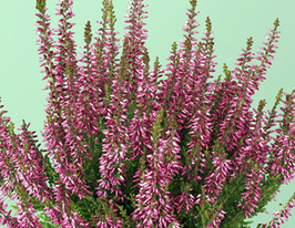 Вереск обыкновенный Агнес (Agnes) купить