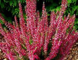 Вереск обыкновенный Атен (Athene) купить