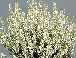 Вереск обыкновенный Беттина Bettina купить