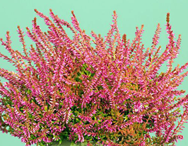 Вереск обыкновенный Бонита (Bonita) купить