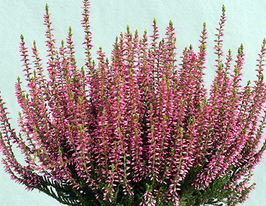 Вереск обыкновенный Гина Gina купить