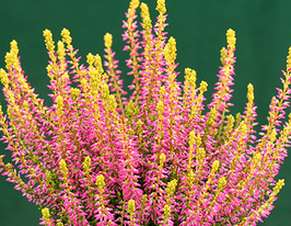 Вереск обыкновенный Голден Анжи Golden Angie купить