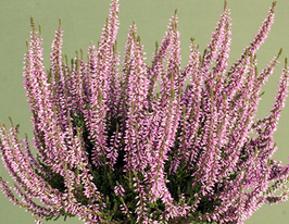 Вереск обыкновенный Хильда (Hilda) купить