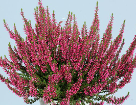 Вереск обыкновенный Локи (Loki) купить