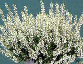 Вереск обыкновенный Мадонна (Madonna) купить