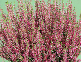 Вереск обыкновенный Сельма (Selma) купить