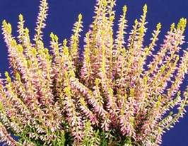 Вереск обыкновенный Тереза (Theresa) купить