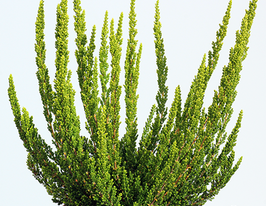 Вереск обыкновенный Зелия Zelia купить