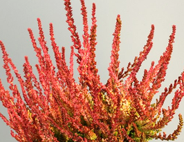 Вереск обыкновенный Зора Zora купить