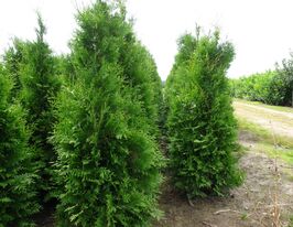 Туя західна Брабант (Thuja occidentalis Brabant)купити