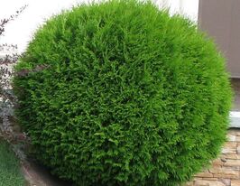 Туя западная Глобоза Thuja occidentalis Globosa купить