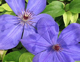 Клематис Ксеркс Xerxes (Elsa Späth)купити