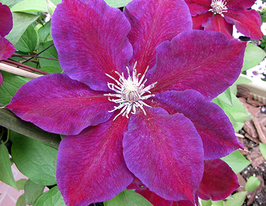 Клематис Юлька Julkaкупити