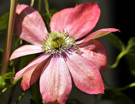 Клематис Літтл Мермейд Little Mermaidкупити