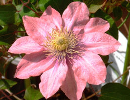 Клематис Литтл Мэрмэйд (Little Mermaid) купить