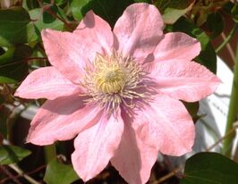 Клематис Литтл Мэрмэйд (Little Mermaid) купить