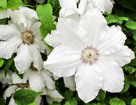 Клематис Фую-Но-Табі Fuyu-No-Tabiкупити