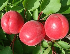 Абрикос Биг Ред купить