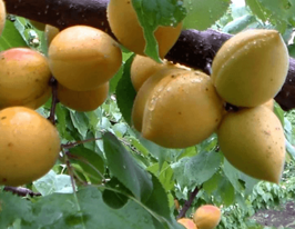 Абрикос Манитоба 604 купить