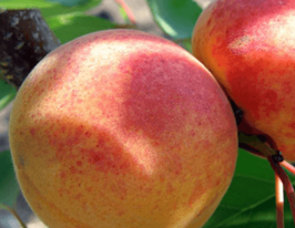 Абрикос Оболонский купить