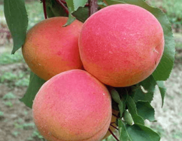 Абрикос Пайве купить