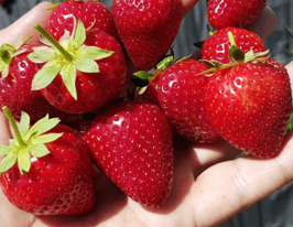 Полуниця Кобріллі 2 шткупити