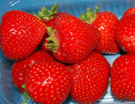 Полуниця Флорентинакупити