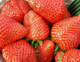 Полуниця в горщику Еліаннікупити