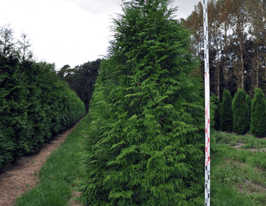 Туя складчаста Мартін (Thuja plicata Martin)купити