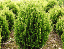 Туя складчаста Корнік Thuja plicata Kornikкупити