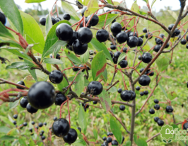 Аронія чорноплідна Хугін Aronia melanocarpa Huginкупити