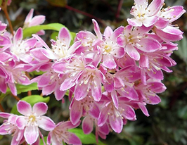 Дейція гібридна Меджишн Deutzia hybrida Magicienкупити